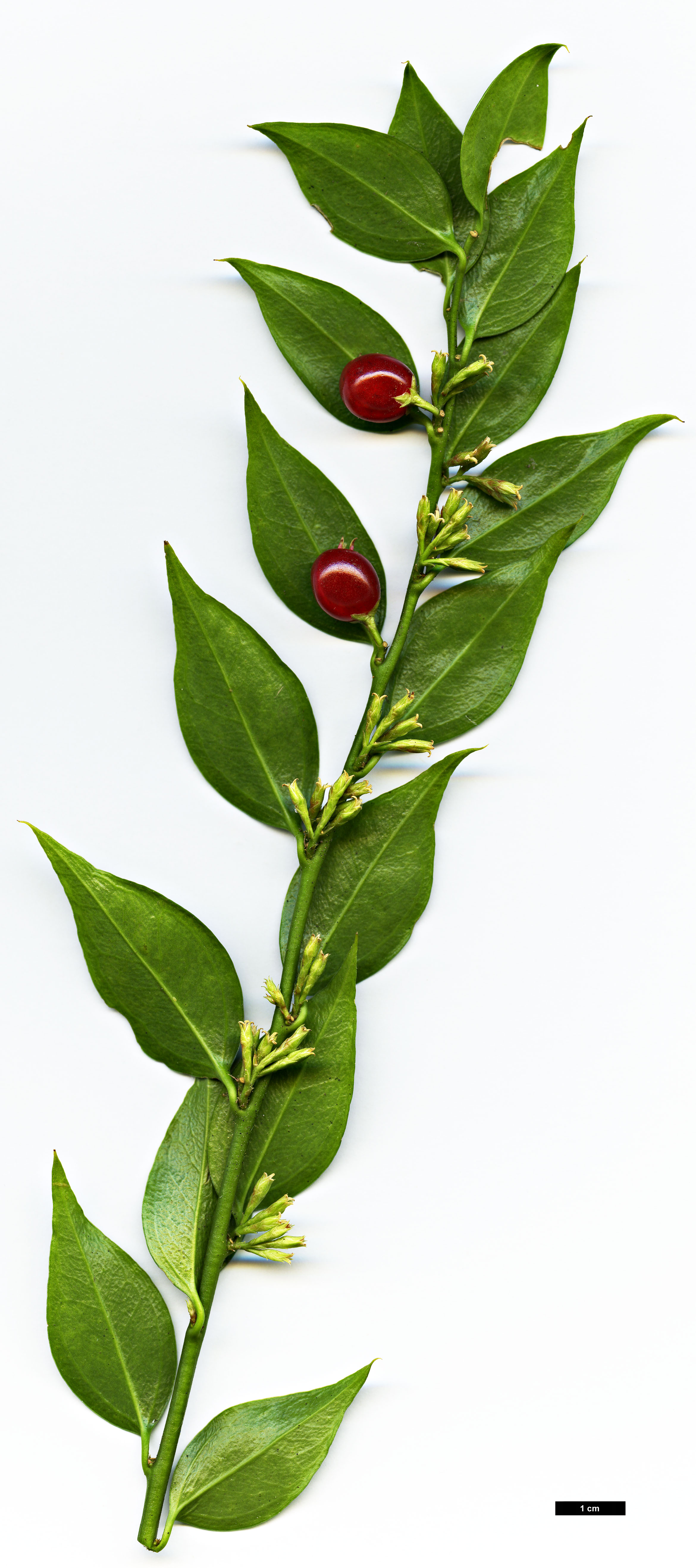 High resolution image: Family: Buxaceae - Genus: Sarcococca - Taxon: ruscifolia - SpeciesSub: var. chinensis